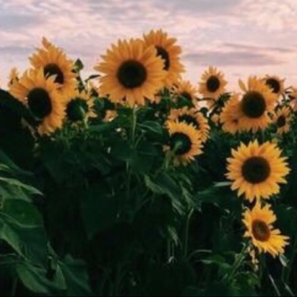 Meet your Posher, Cynthia